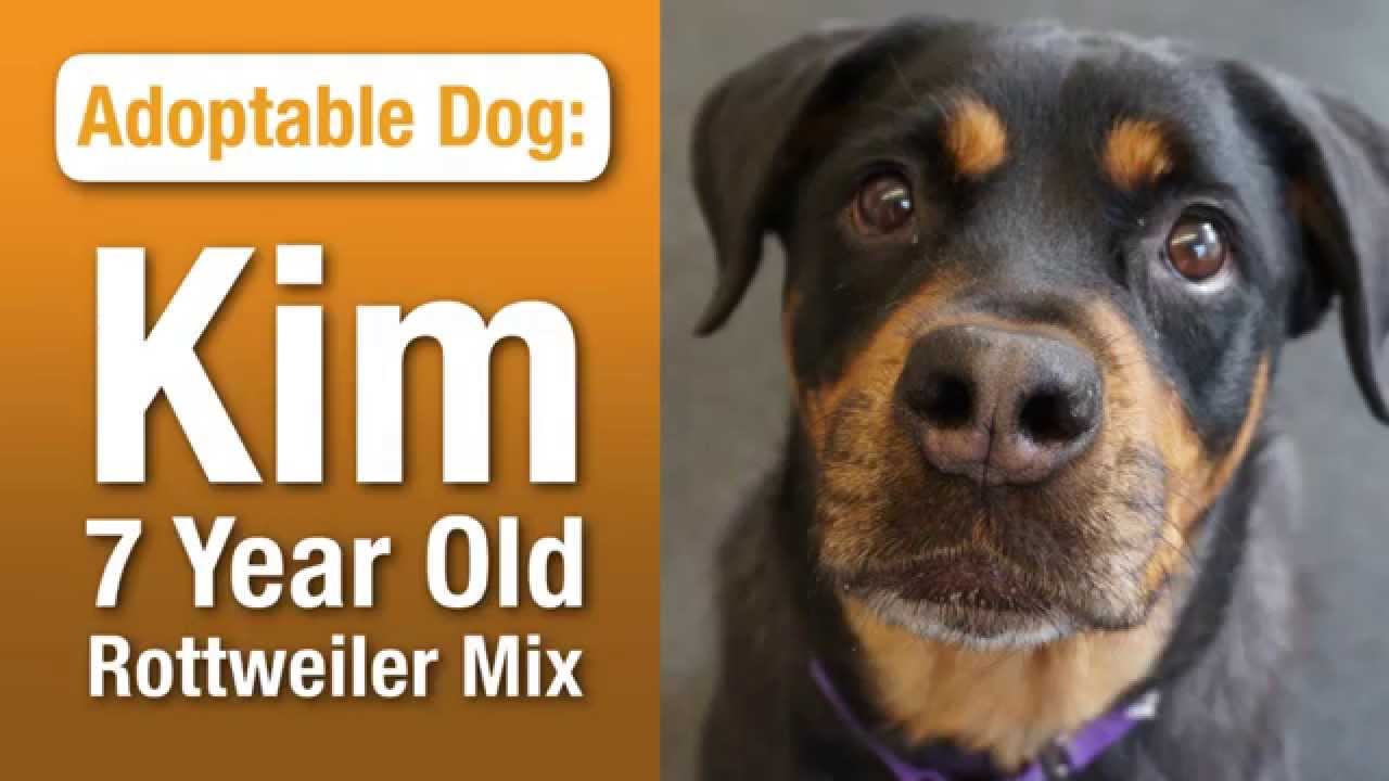 aspca near me ASPCA Pet of the Week: Kim