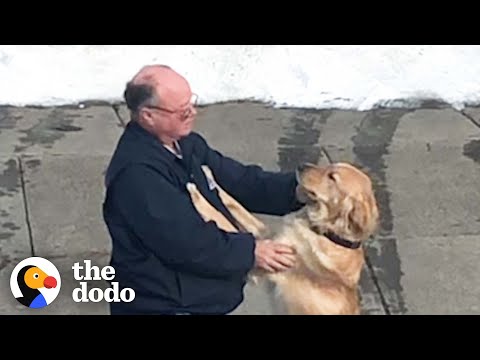 Dog And Mailman Have The Sweetest Relationship | The Dodo