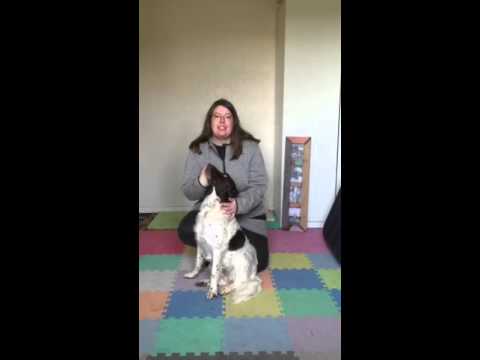 Video: National Afslapningsdag: 6 Måder At Slappe Af Med Din Hund