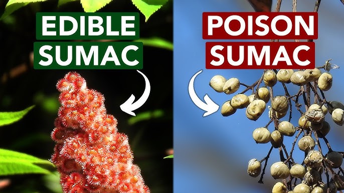 Outdoor Elements, Sumac - Poison or Not?