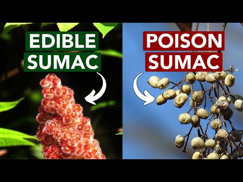 Video: Sumacs exotiska skönhet. kryddträd