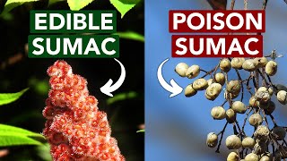 Edible vs. Poison Sumac — Learn The Difference