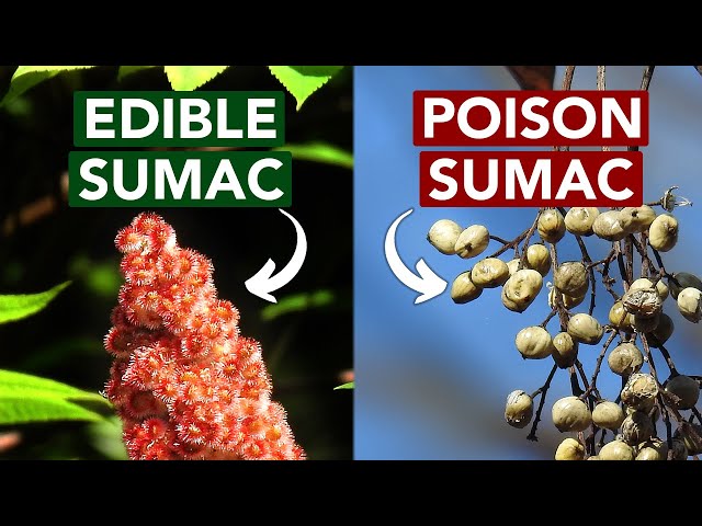 Edible vs. Poison Sumac — Learn The Difference class=