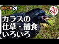 1024【カエルがカラスに食べられる】ハシボソの面白い行動、仕草、捕食。ヒドリガモの鳴き声エクリパスのコガモ、奇形のカルガモ、変わった凧揚げ。　#身近な生き物語　#ハシボソガラス　#ヒドリガモ