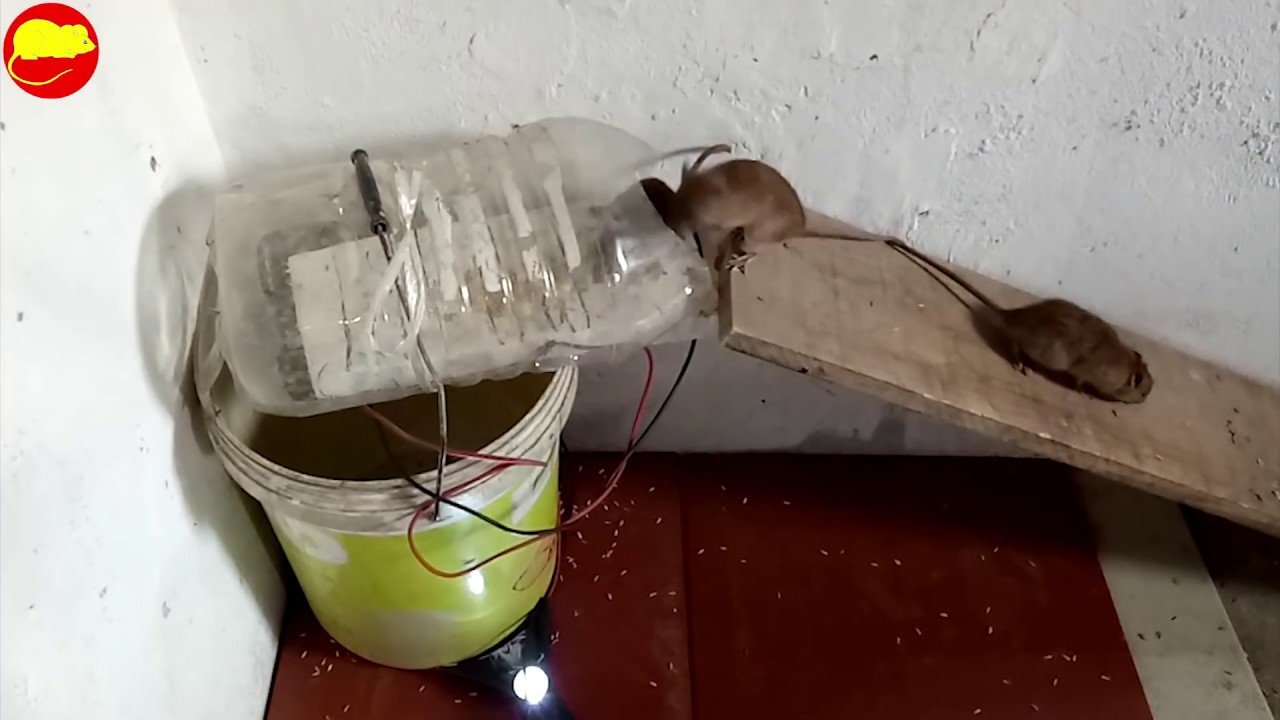 Electric Rat TrapBest Mouse Trap Using Grillewater bottle Electric Mouse  Trap With Battery 12V - Vidéo Dailymotion