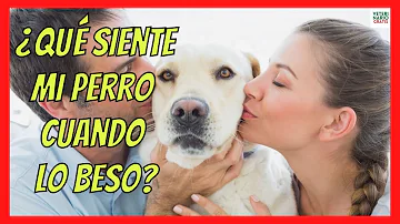 ¿A los perros les gusta besar a los humanos?