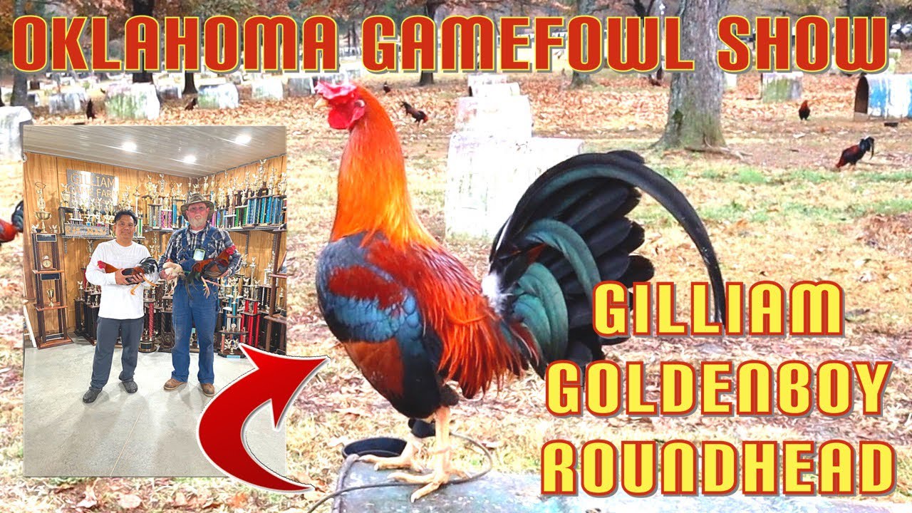 Gilliam Farm Visiting Goldenboy Roundhead/Part 2