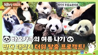 [TV 동물농장 레전드]  판다 패밀리 더위 탈출 프로젝트☀ (+ 바오 커플 겨울나기❄) #TV동물농장 #AnimalFarm #SBSstory