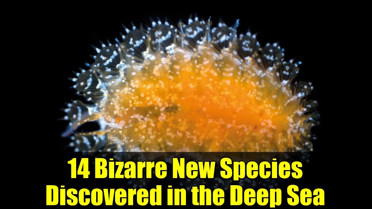 14 Bizarre New Species Discovered in the Deep Sea
