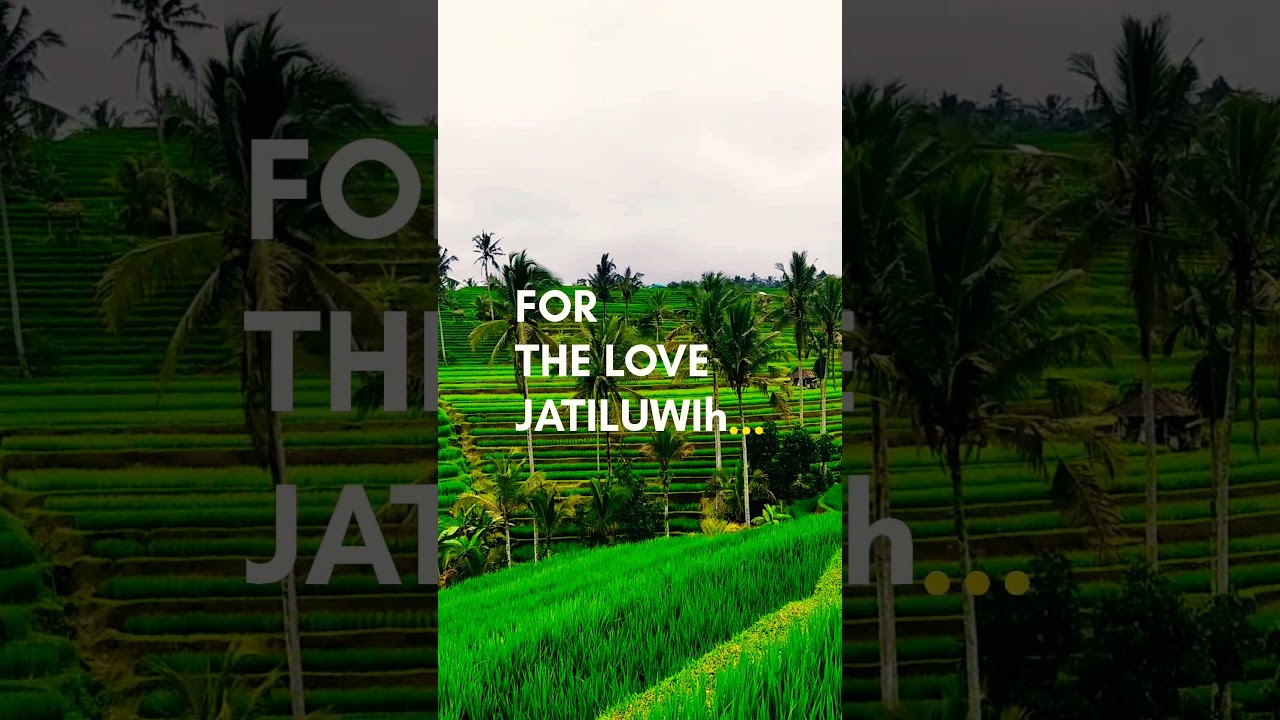 do you know the most beautiful rice fields in bali