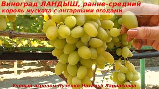 Виноград ЛАНДЫШ аромат цветов и душистого муската, король муската в своем сроке созревания (Пузенко)