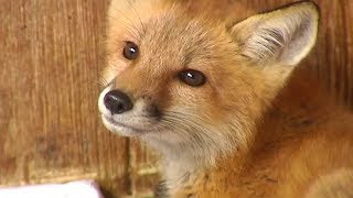 These neighbors are treating and feeding sick foxes