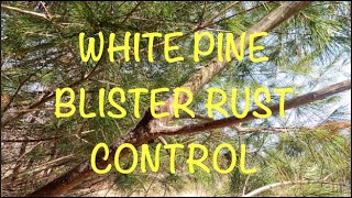 White Pine Blister Rust Control