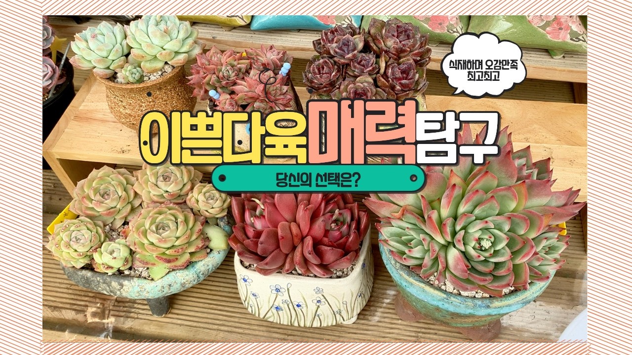 260227[다육식재]사건사고 多, 힐링도 多,多肉 (다육) 입니다.(多 : 많을 다 肉 : 살, 살집 육)