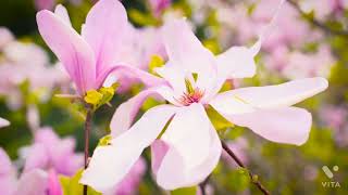 Download Lagu Deep relexting music /mediation music video                 Relextion music 🎶 Area MP3