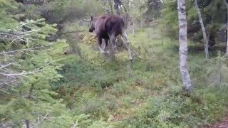 Tassu takatunturissa