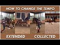 BASICS  FOR CHANGING THE CANTER TEMPO | DMA TV EP 344 | Dressage Mastery