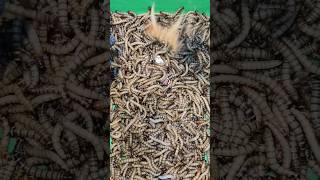 Part 44 Experiment Battle Begins - Saving Babybus From The Mealworm Attack