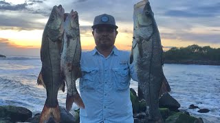 Pesca de Róbalos con minnow y stickbaits sobre rocas