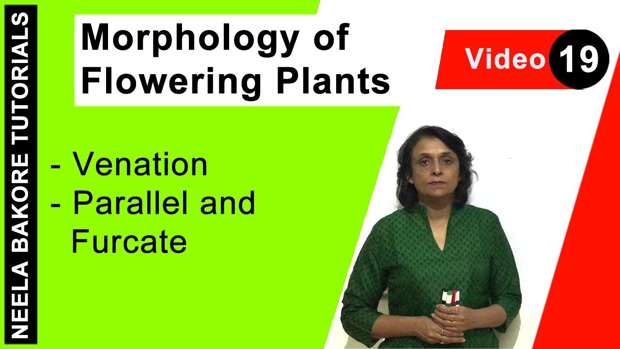 Morphology of Flowering Plants | NEET | Venation - Parallel and Furcate | Neela Bakore Tutorials