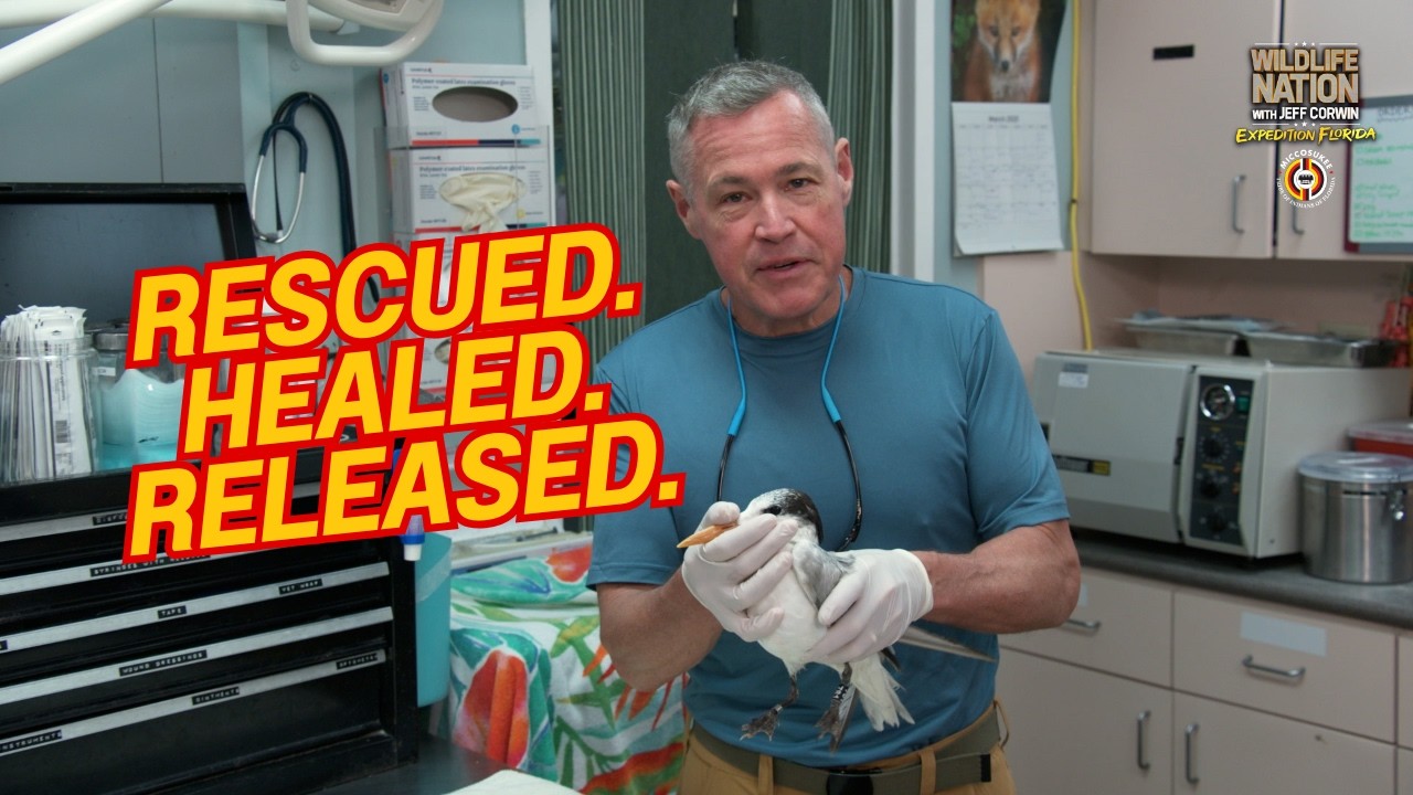 How This Injured Tern Survived Two Fishing Hooks | Wildlife Rescue Story