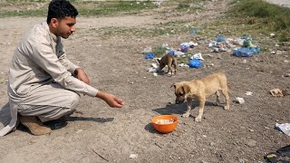 I Fed Abandoned Puppies In The Streets Emotional Stray Dog Rescue