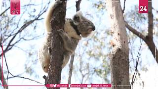 Koalas saved from mega-fire released into wild