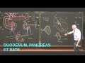 Anatomie du duodnum pancras et rate abdomen 2