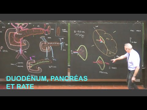 Vidéo: Diagramme Et Fonction De L'estomac, Du Pancréas Et De La Rate - Cartes Corporelles