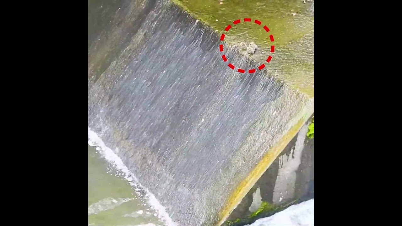 The mother duck's behavior at the moment the duckling fell