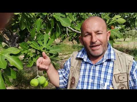 Video: Kuru İncir Meyvesi - İncirlerim Neden Ağaçta Kuruyor?