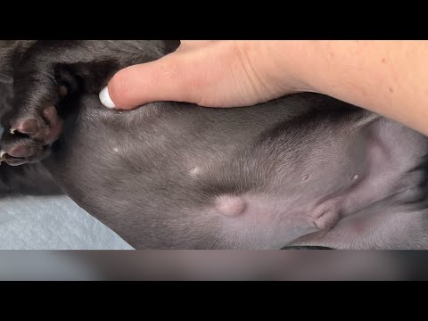 Video: Pengalaman My Dog Dengan Perineal Hernia