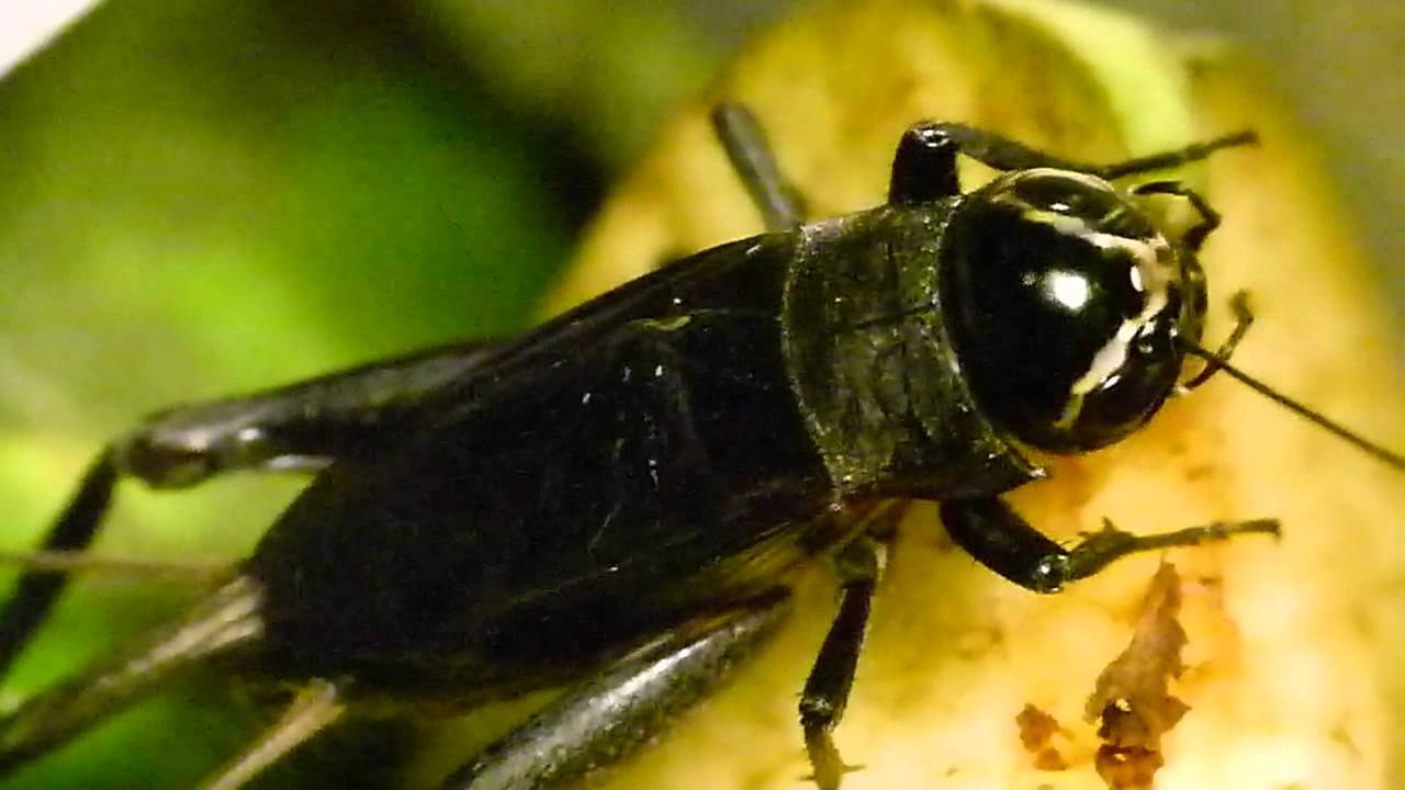 Cricket Eating Apple リンゴを食すエンマコオロギ♂