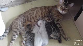 Bengal Kittens 4 Weeks Old by Bonnie & Isla Bengal Twins 91 views 7 months ago 1 minute, 3 seconds