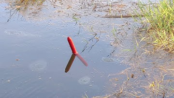 Câu Cá Rô Đồng , Giật Được Mớ Cá Rô Ngay Lùm Cỏ Ruộng Lúa Nước Mênh Mông Lênh Láng