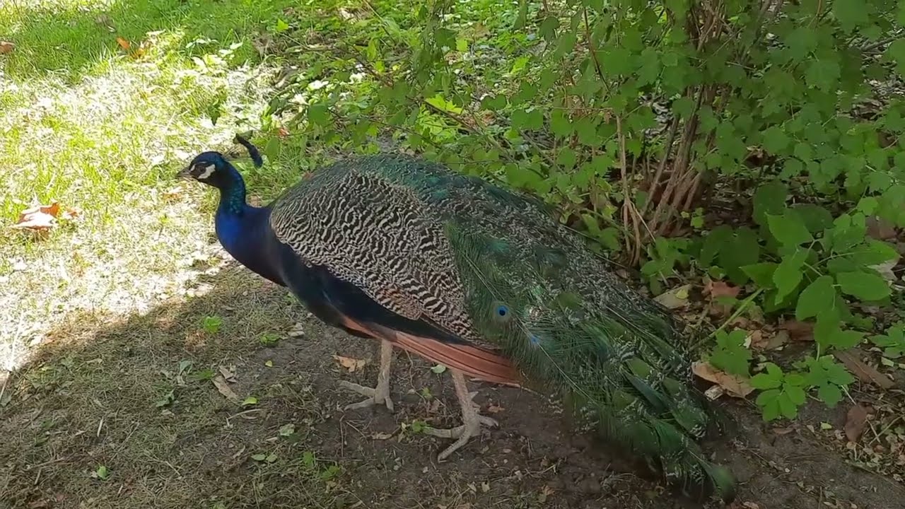 Peacock Island (Pfaueninsel) Berlin. Everyone scared 😱 😨. Peacock roaming very close.