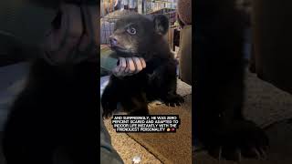 A bear got stuck inside their car... and left her cub behind! 😱🚗🐻#rescue #lovestory #bear