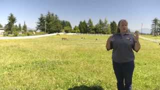 Pasture Management for Pacific Northwest Horse Owners