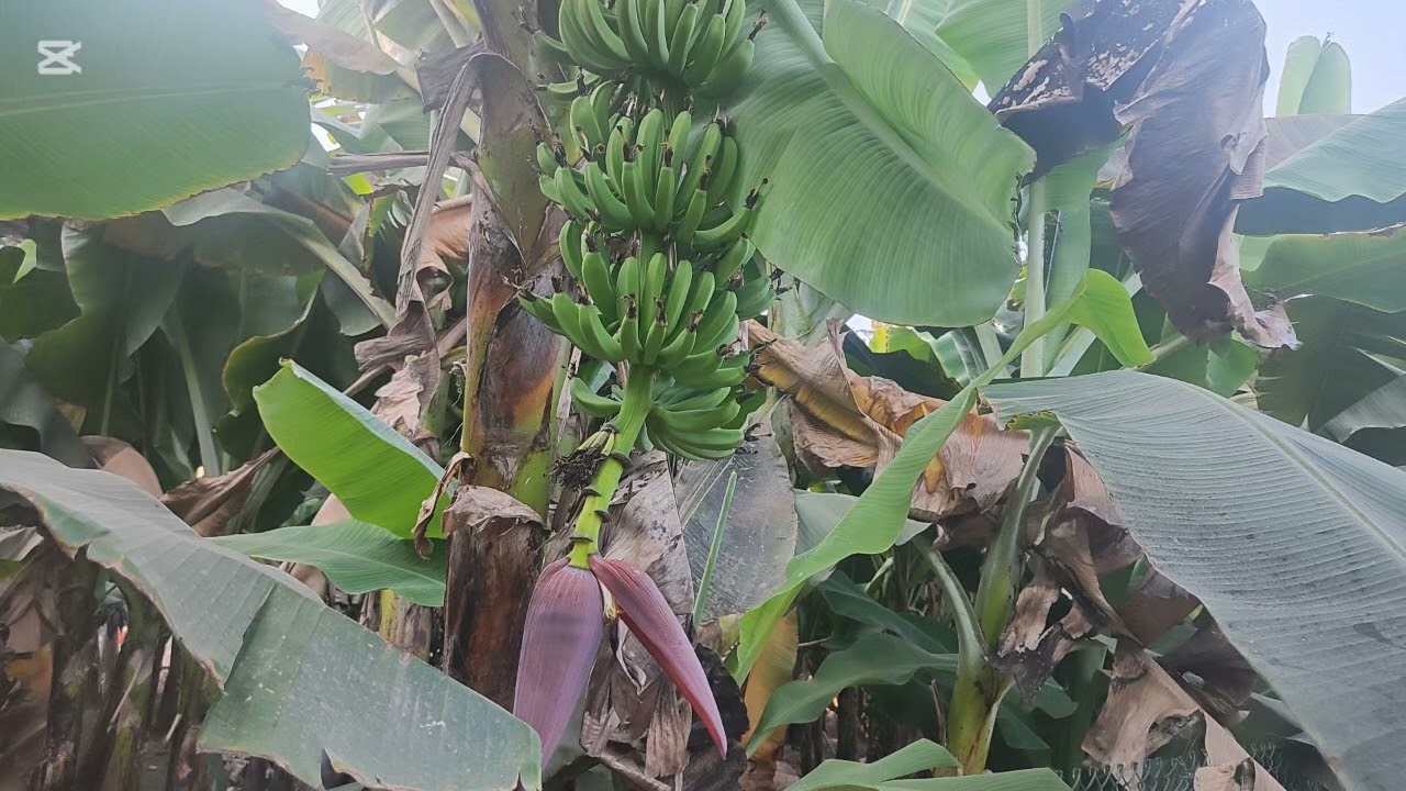 كل ما يخص نبتة الموز 