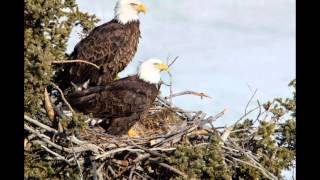 Yukon Eagles Update April 4, 2014 Yukon Eagle Return 2014