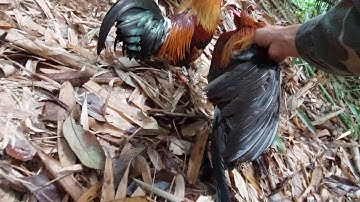 dib qaib qus ต่อไก่ 24 มีนาคม ค.ศ. 2022