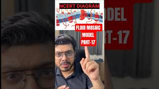 Plasma Membrane Structure Explained from NCERT 🧬 | Fluid Mosaic Model #neetbiology #biophylum