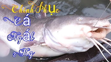 Chinh Phục Cá Ngát 3 kg Bằng Mồi Này / Sông Nước Miền Tây / Kiềm Rapper #128