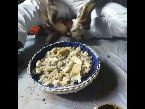 olokum