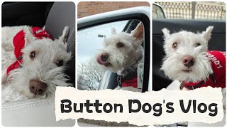 Button Dog's Vlog | Leostrongtrong's Relaxing Music Vlog
