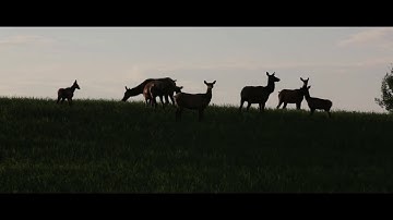 Welcome to the Western Ranchlands Corporation