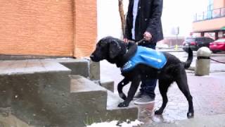 From Pup to Professional: Becoming a Guide Dog