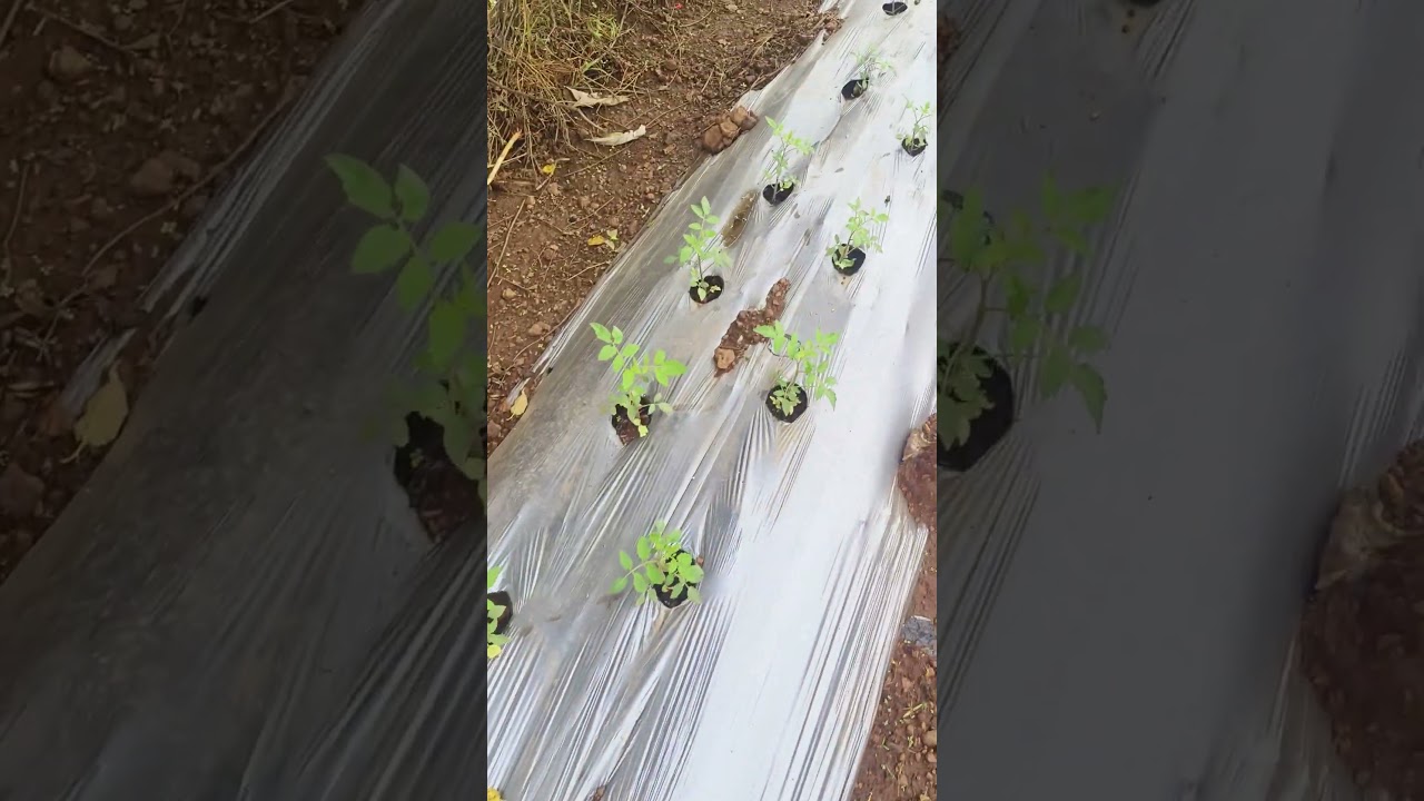 10 day tomato sygenta baaho hybrid 