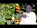 Le jujubier  sidm ou ziziphus  pr ousmane ndiaye  sama xalaat tv