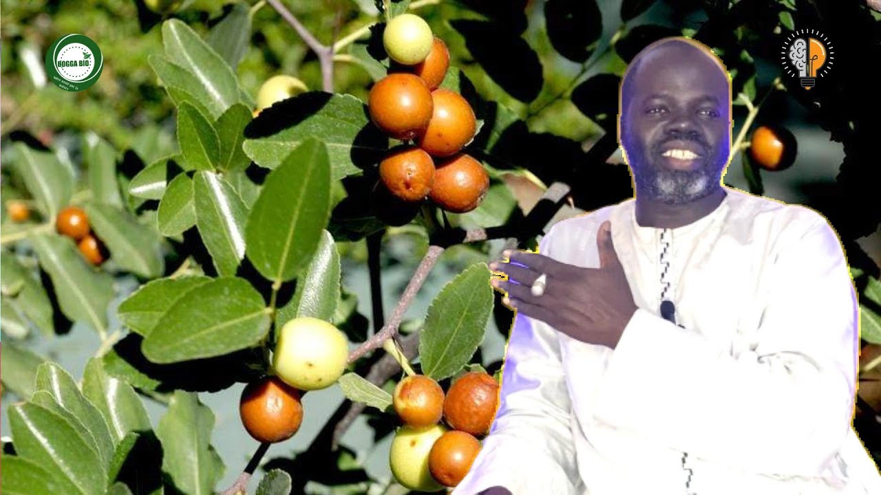 Le Jujubier ( Sidém ou Ziziphus ) Pr Ousmane Ndiaye - SAMA XALAAT TV